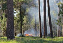 Burn Off Pine Plantation